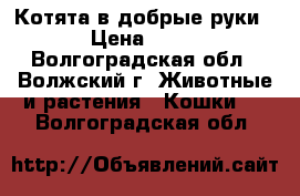 Котята в добрые руки › Цена ­ 10 - Волгоградская обл., Волжский г. Животные и растения » Кошки   . Волгоградская обл.